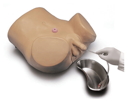 (S230.10) ADVANCED PATIENT CARE MALE AND FEMALE CATHETERIZATION SIMULATOR 