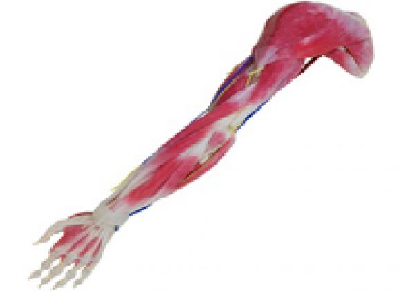https://jayakelana.co.id/uploads/product/syntissue-arm-right-102350--296272e89ec70f6_cover.png