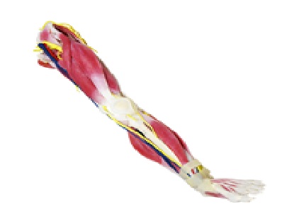 (102400) SYNTISSUE LEG LEFT 